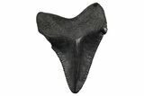 Serrated, Juvenile Megalodon Tooth - South Carolina #353315-1